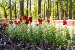 Lone Star College System achieves national recognition with Level II arboretum accreditation